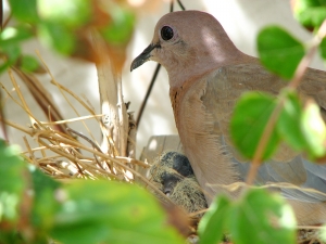 dove